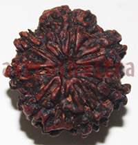 8 mukhi 27949 22.3mm